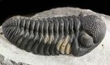 Austerops Trilobite - Nice Preperation #46715-1